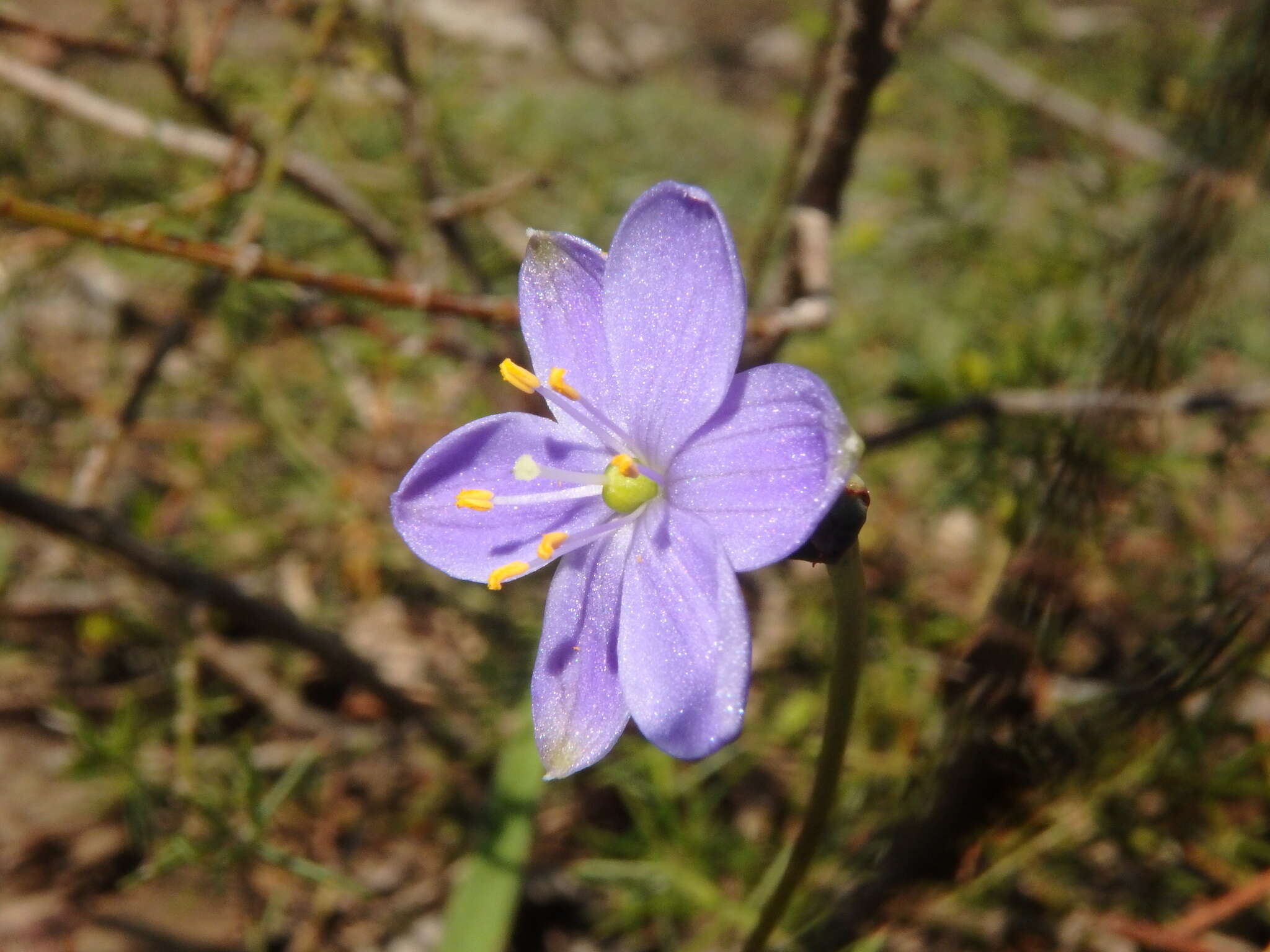 Image of Chamaescilla corymbosa (R. Br.) F. Muell. ex Benth.