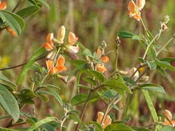 Image of Tephrosia tinctoria Pers.