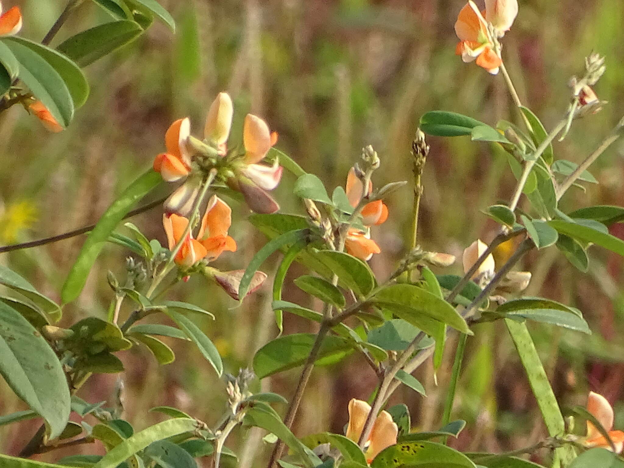 Image of Tephrosia tinctoria Pers.