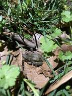 Image of New Jersey Chorus Frog