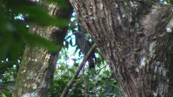 Image of Black-winged Cuckooshrike