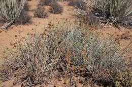 Image of Hermbstaedtia glauca (Wendl.) Rchb. ex Steud.