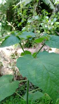 Image of Peruvian groundcherry