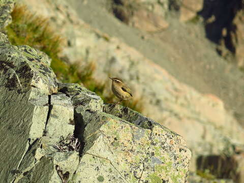 Image of New Zealand Wrens