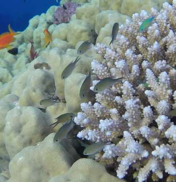 Слика од Chromis flavaxilla Randall 1994