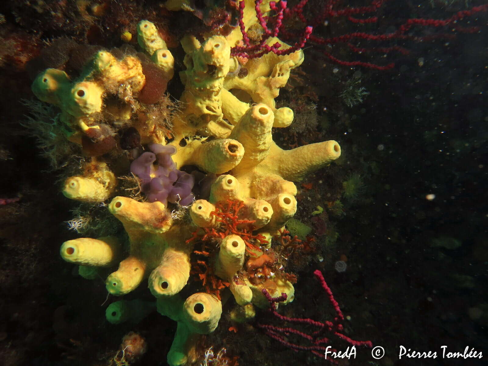 Image of yellow cave-sponge