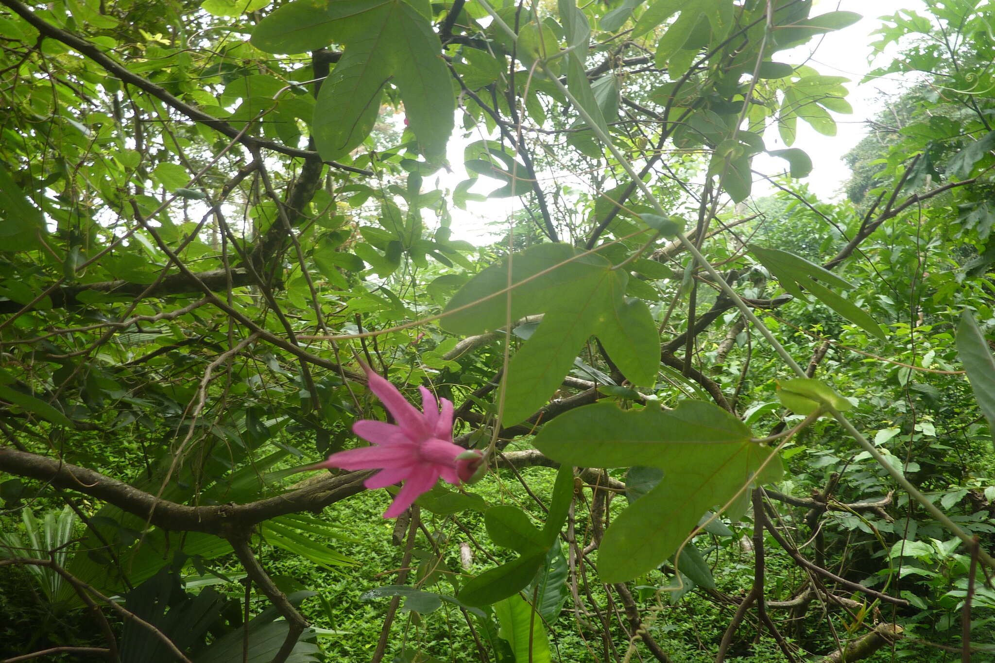 Image of Passiflora tarapotina Harms