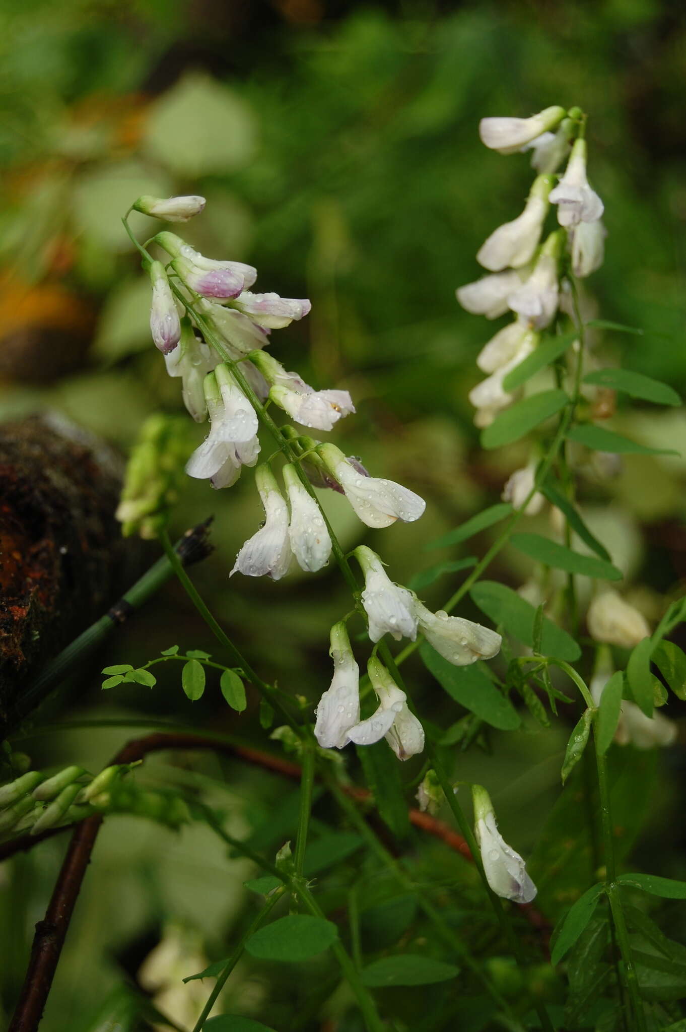 Image of wood vetch