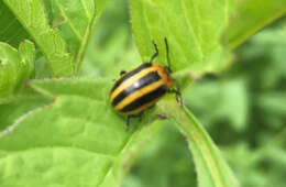 Image of Calligrapha (Bidensomela) californica Linell 1896