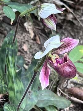 Image de Paphiopedilum purpuratum (Lindl.) Stein