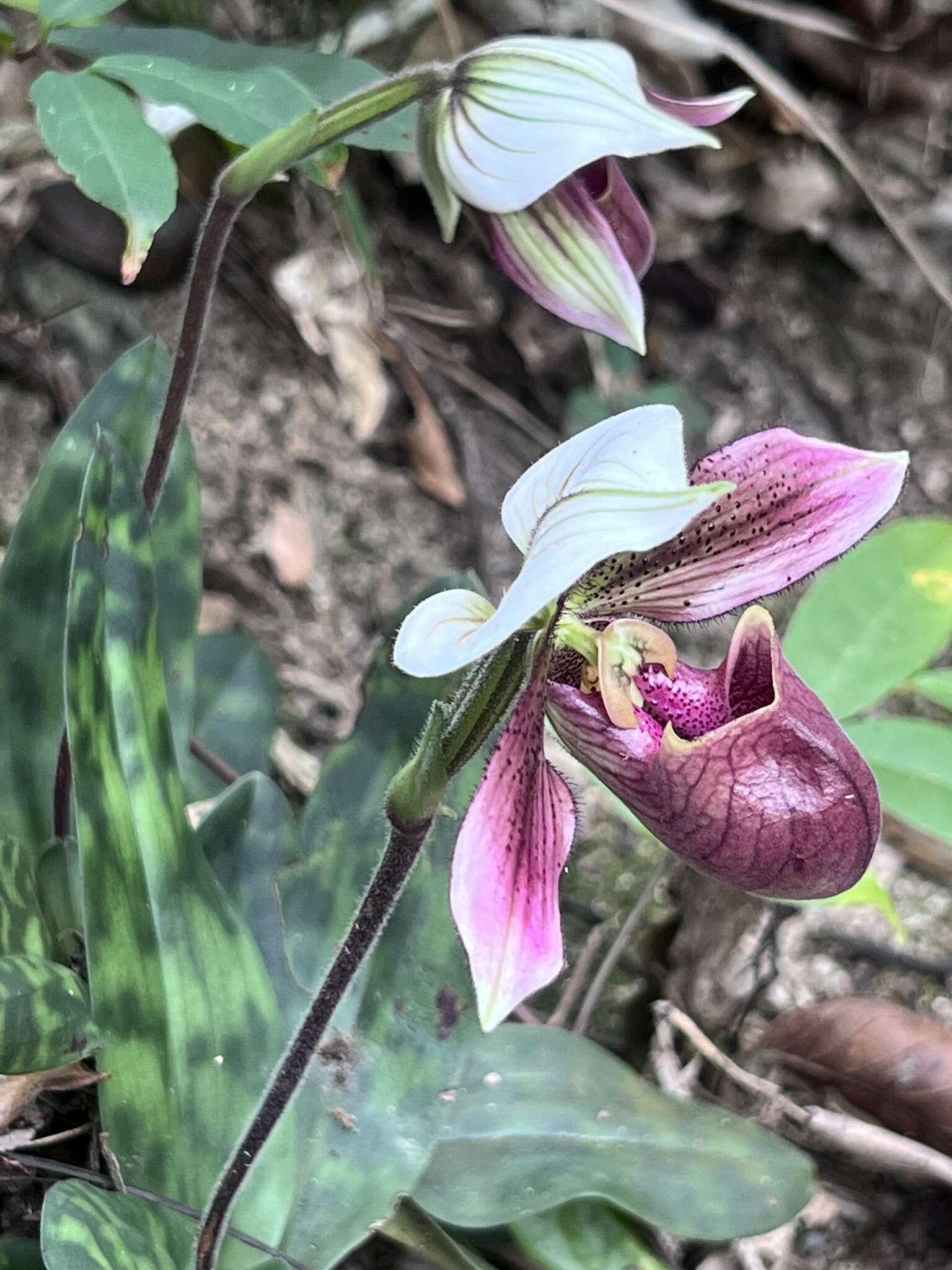 Слика од Paphiopedilum purpuratum (Lindl.) Stein