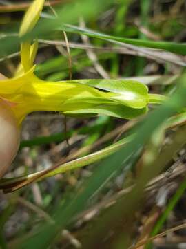 Image de Sebaea grandis (E. Mey.) Steud.