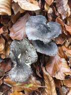 Imagem de Tricholoma orirubens Quél. 1872