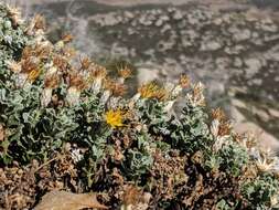 Image of cliff goldenbush