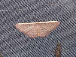 Image of Idaea inversata Guenée 1858