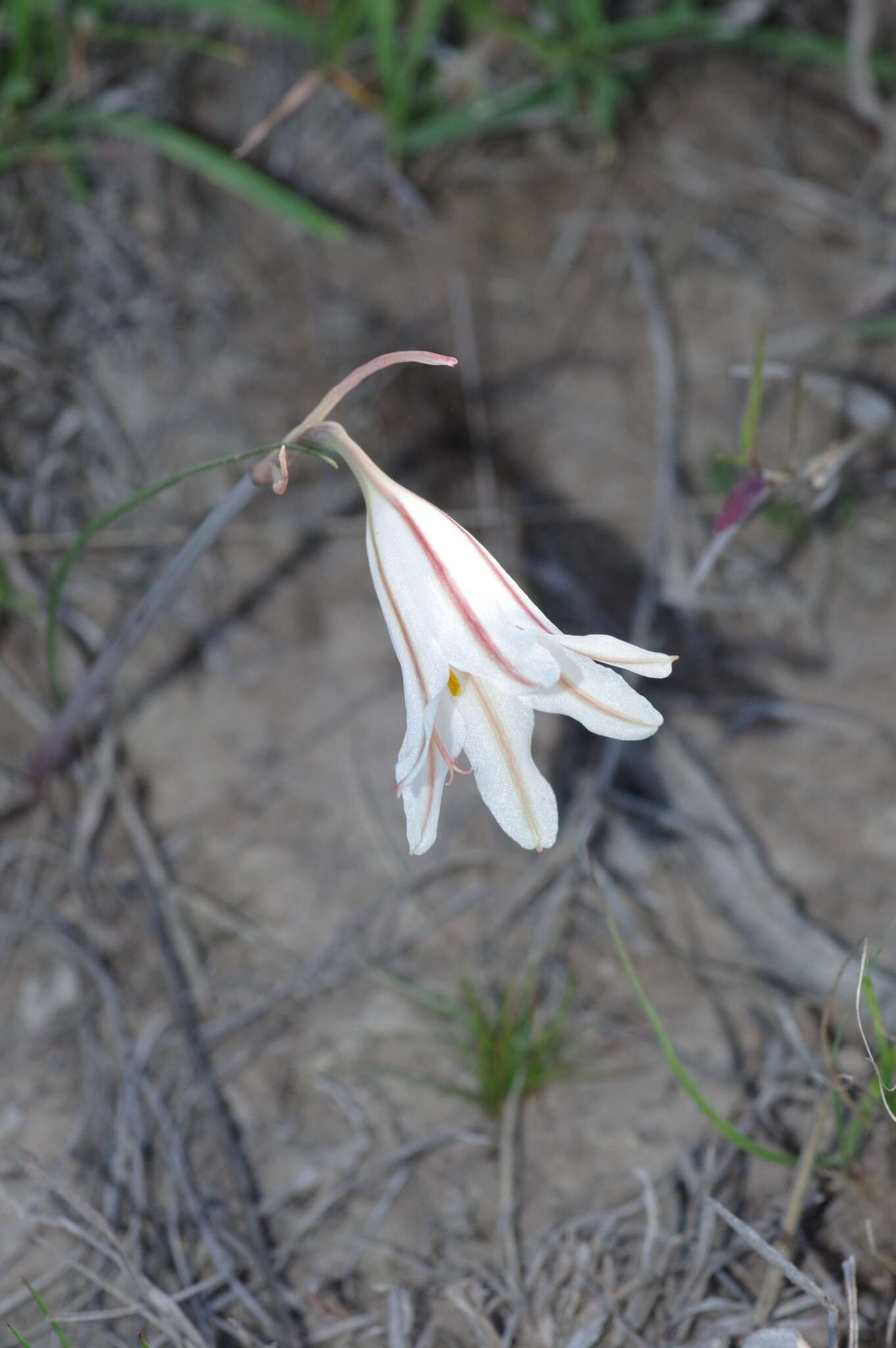 Cyrtanthus clavatus (L'Hér.) R. A. Dyer resmi