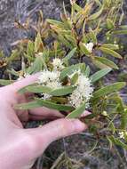 Image of Hakea ambigua Meissn.