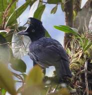 Image of umbrellabird