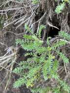 Image de Acaena pinnatifida Ruiz & Pav.