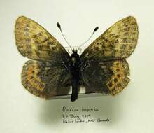 Image of Dingy Fritillary