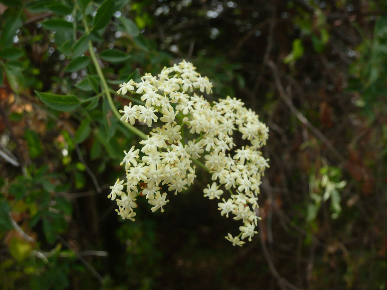 Слика од <i>Sambucus cerulea</i>