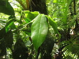 Image de Rudgea jasminoides (Cham.) Müll. Arg.