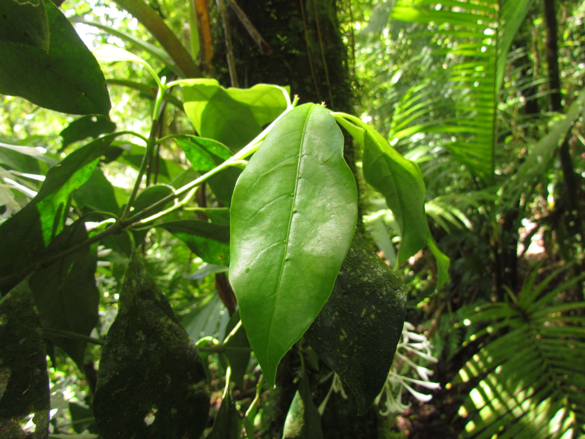 Image of Rudgea jasminoides (Cham.) Müll. Arg.