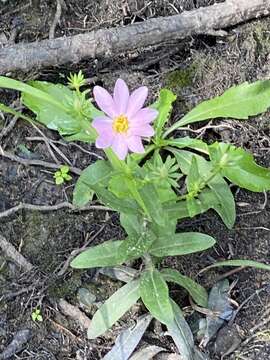 Image of marsh rose gentian