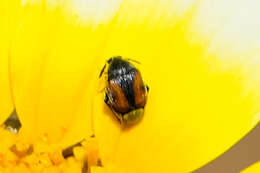 Image of Leaf beetle