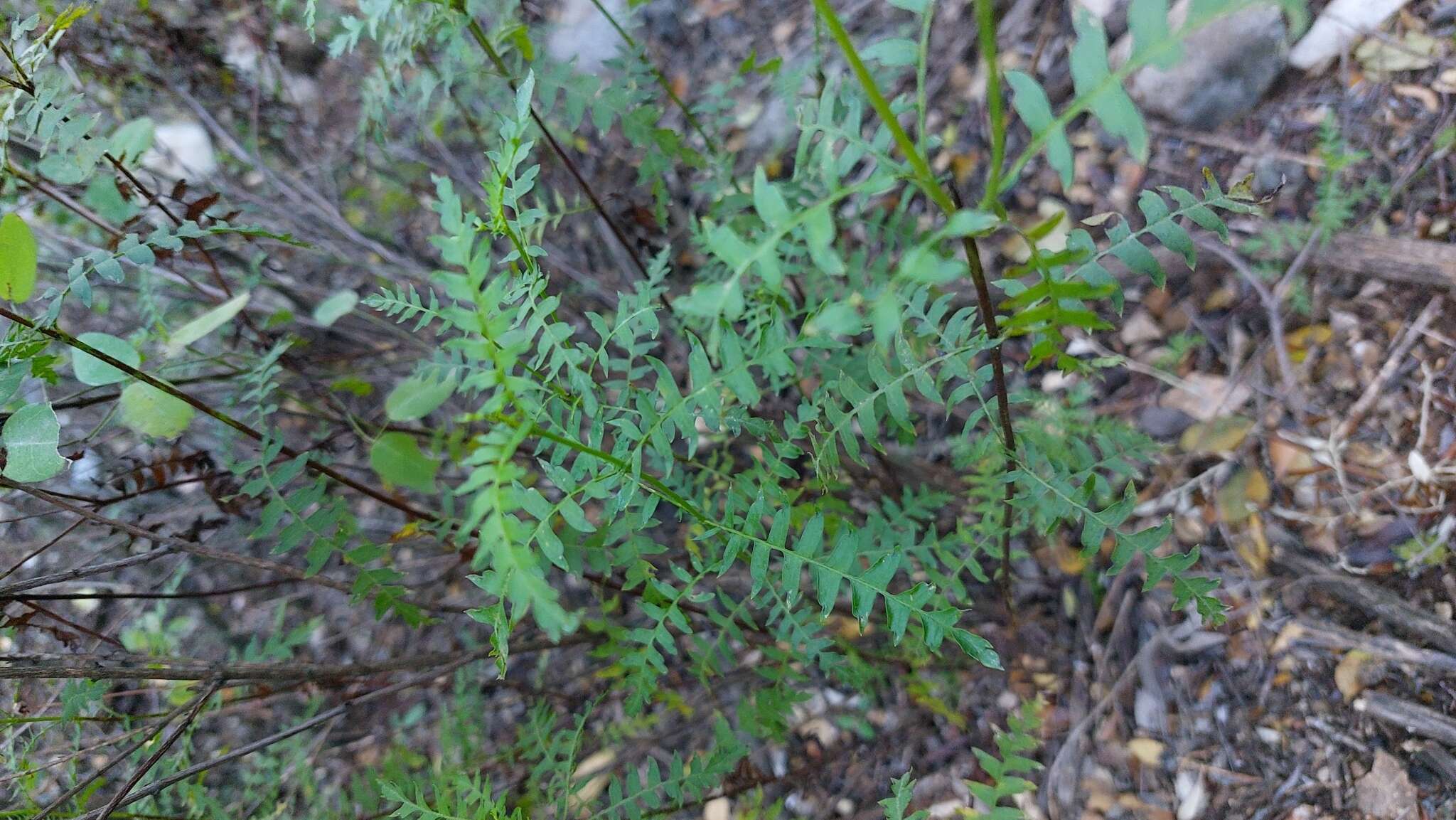 Image of Chrysactinia pinnata S. Wats.