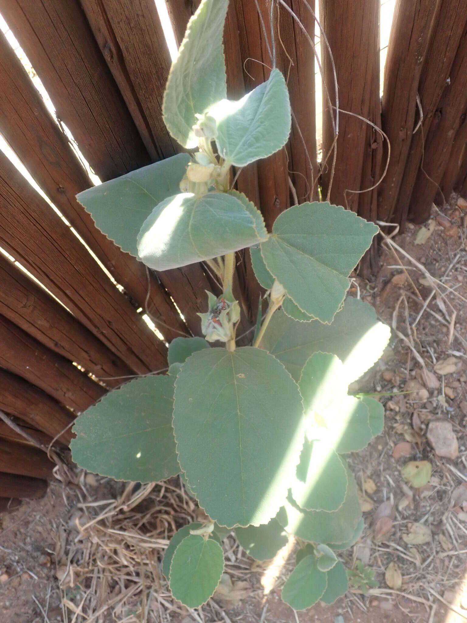 Image de Melhania forbesii Planch. ex Mast.