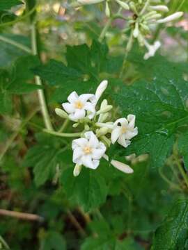 Image of Vasconcellea cauliflora (Jacq.) A. DC.