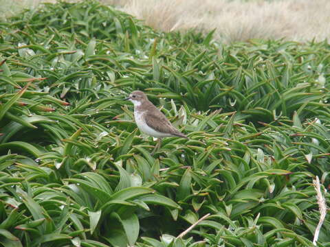 Image de Charadrius bicinctus exilis Falla 1978