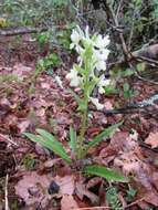Image of Roman Dactylorhiza