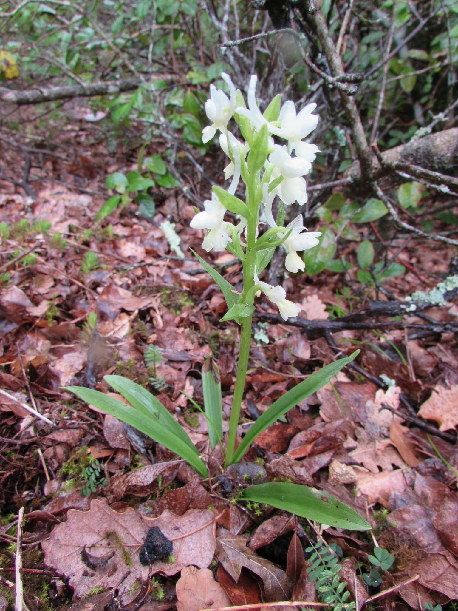Image of Roman Dactylorhiza