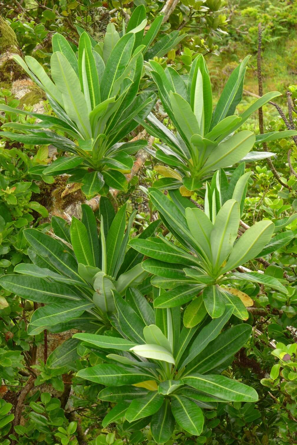 Image of Euphorbia stygiana subsp. stygiana