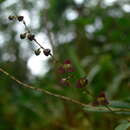 Image of Stelis columnaris Lindl.