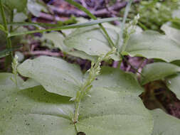 Image of Broadlipped twayblade