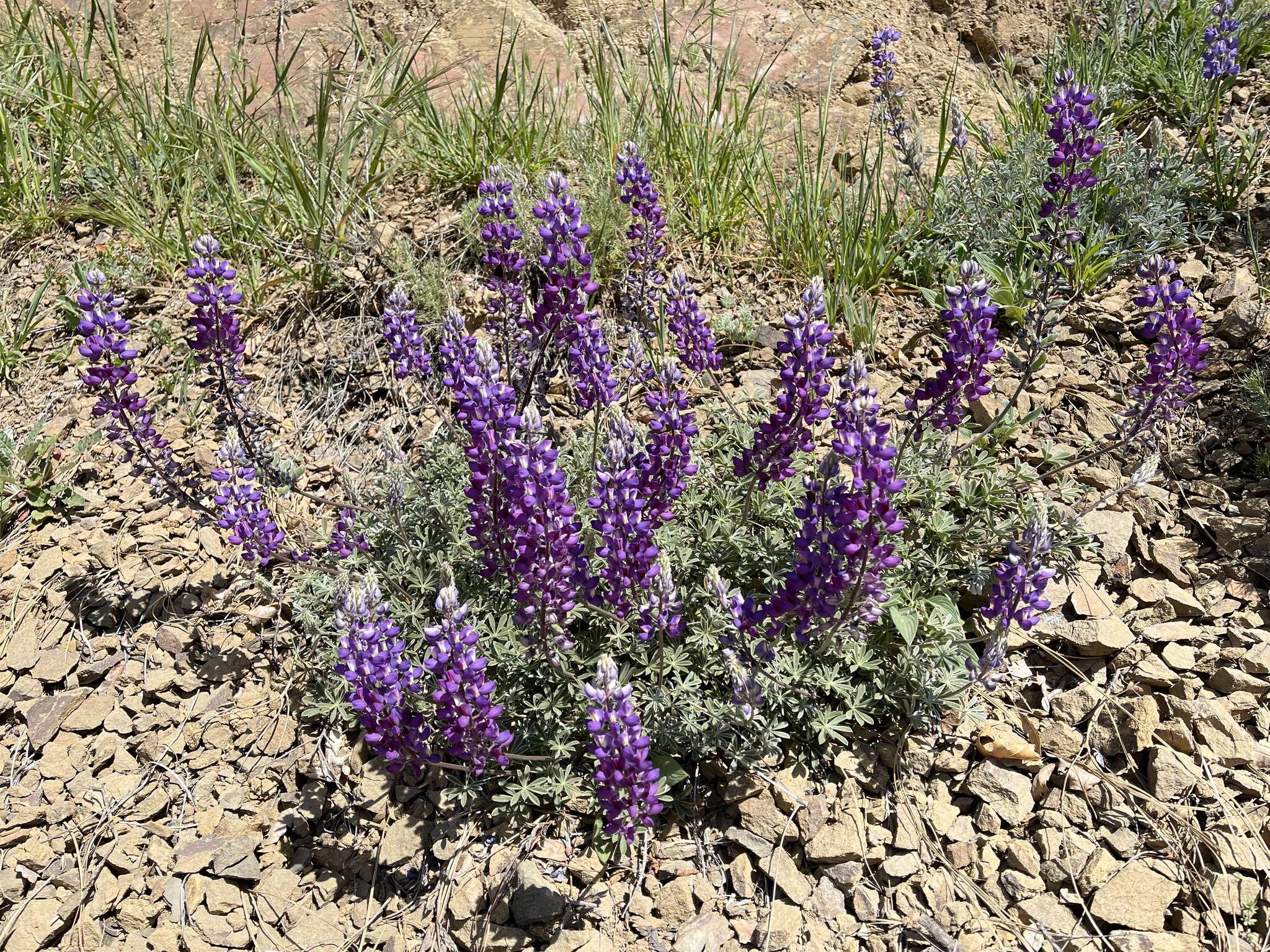 Image of silver lupine