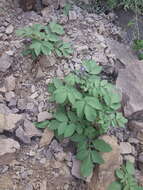 Solanum stoloniferum Schltdl. & Bouche的圖片