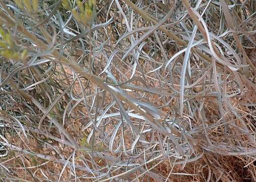 Image of Ericameria nauseosa var. graveolens (Nutt.) Reveal & Schuyler