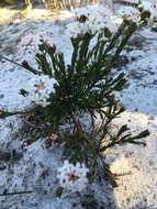 Image of Pimelea linifolia subsp. linifolia