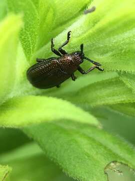 Image of Goldenrod Leaf Miner