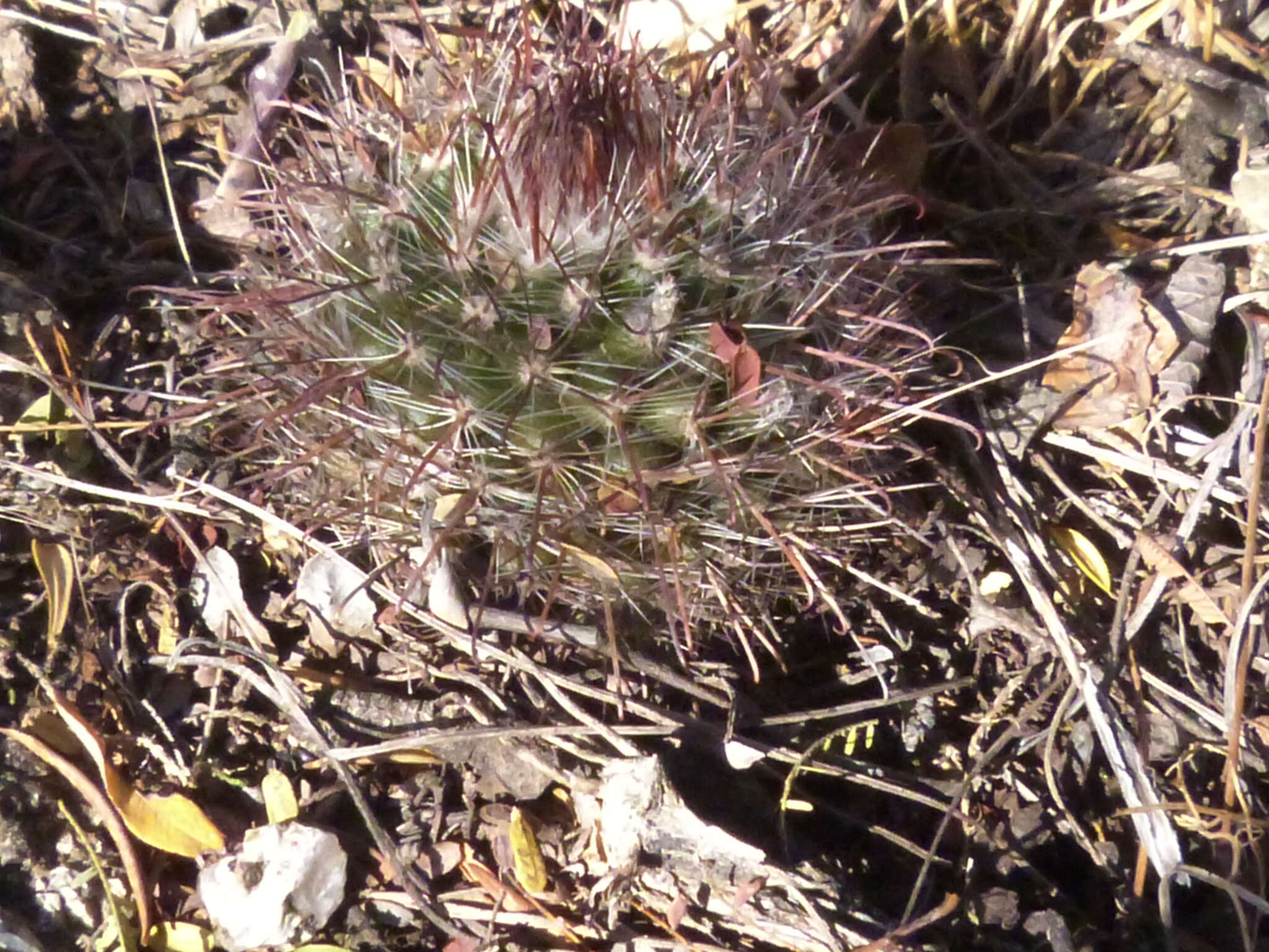 Parodia microsperma subsp. microsperma resmi