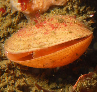 Image of large South American lampshell