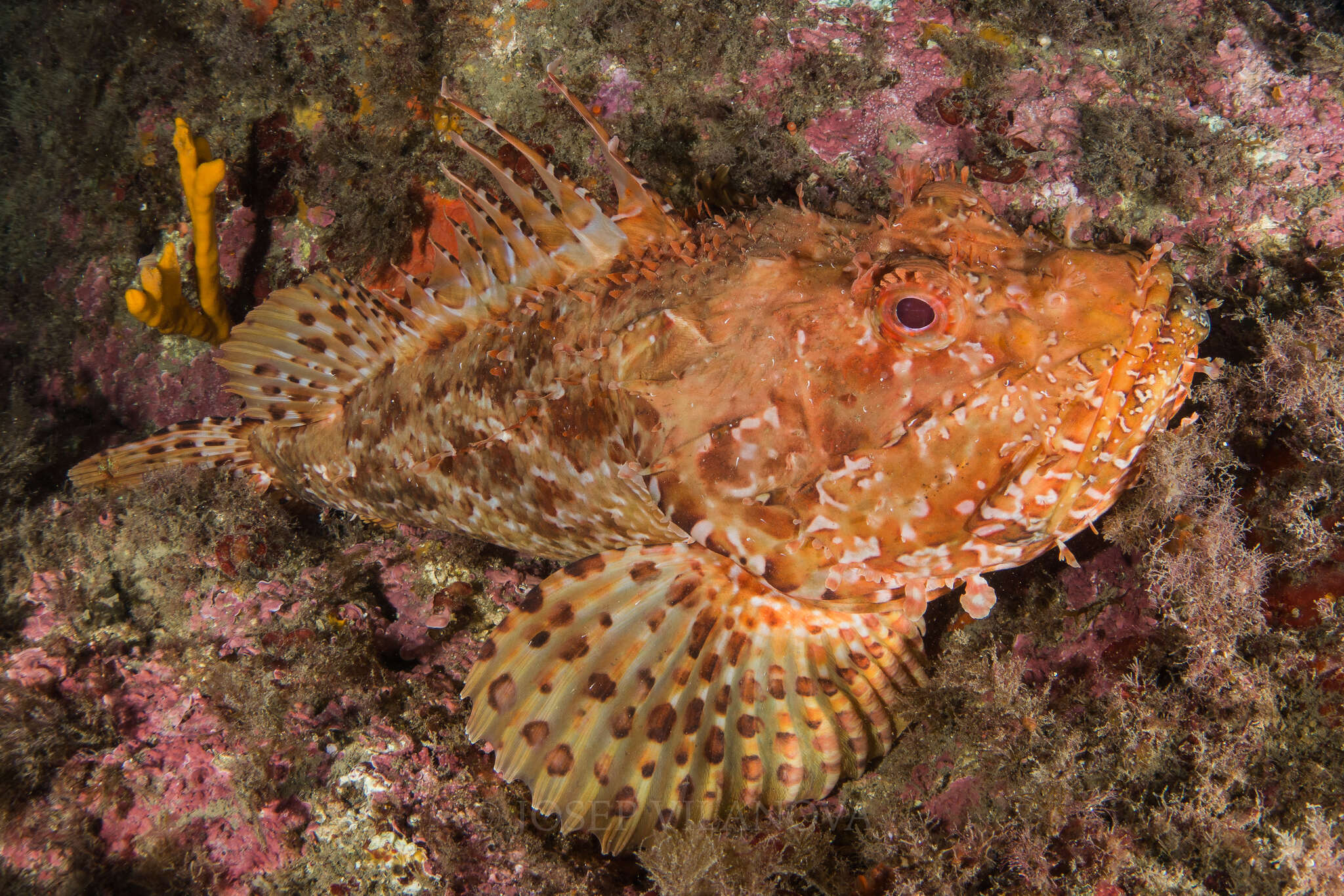 Image of Bigscale Scorpionfish