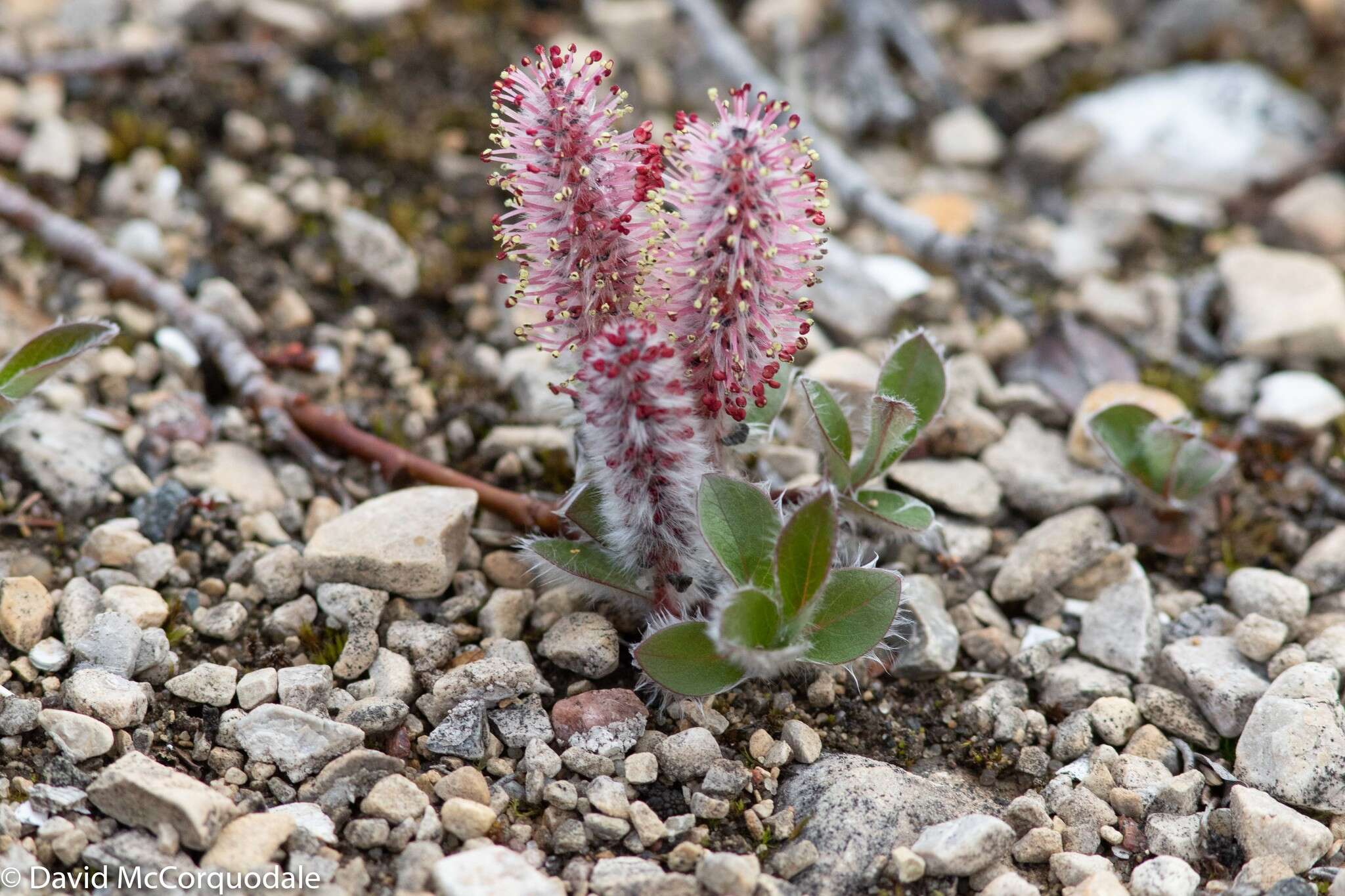 Image of arctic willow