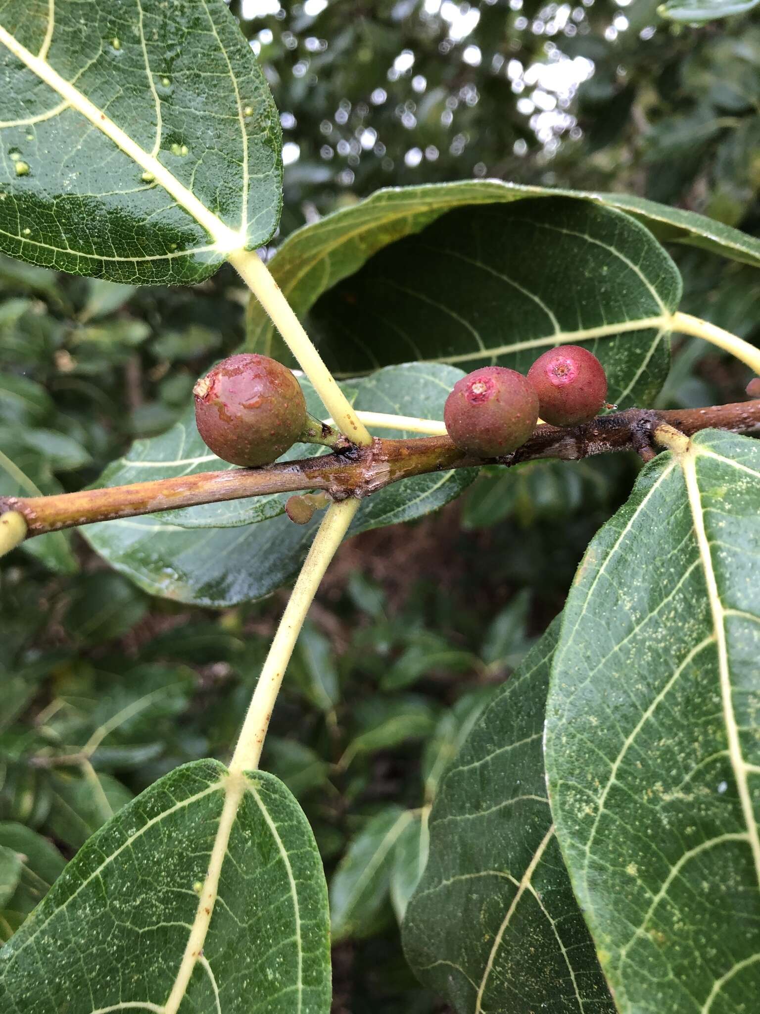 Imagem de Ficus opposita Miq.