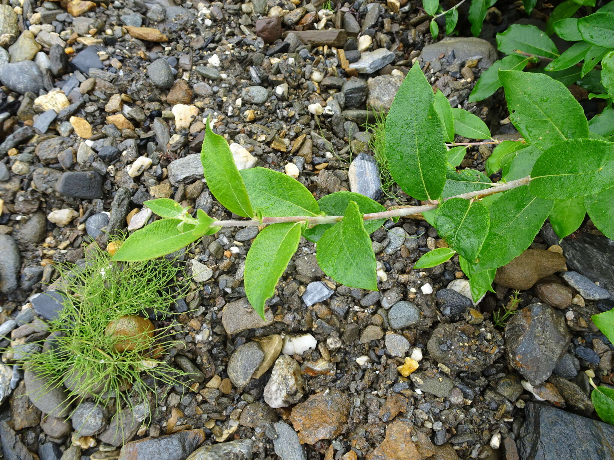 Image de Salix alaxensis var. longistylis (Rydb.) C. K. Schneid.