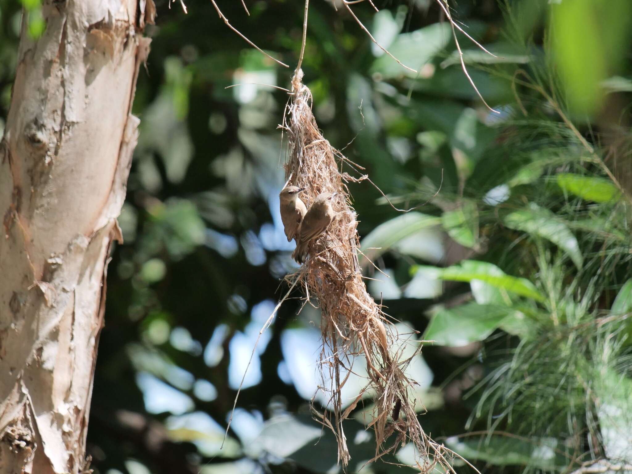 Image of Large-billed Gerygone